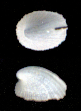 Emarginula tenera